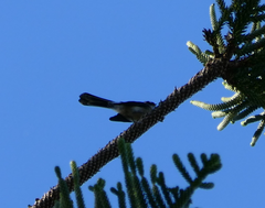 Rhipidura albiscapa