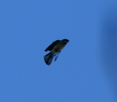Rhipidura albiscapa