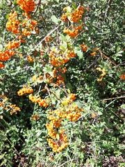 Pyracantha angustifolia