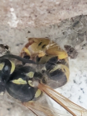 Vespula germanica