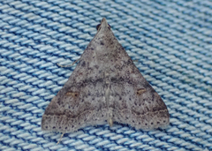 Bleptina caradrinalis