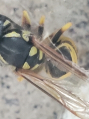 Vespula germanica
