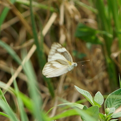 Appias libythea peducaea