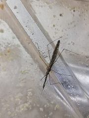 Hydrometra stagnorum