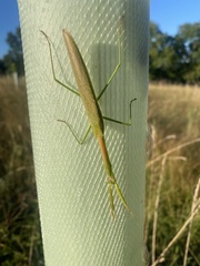 Tenodera angustipennis