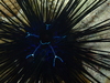 Savigny's Longspine Sea Urchin - Photo (c) Marisa Agarwal, some rights reserved (CC BY-NC), uploaded by Marisa Agarwal