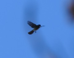Rhipidura albiscapa