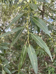 Salix alba