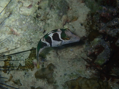 Canthigaster valentini