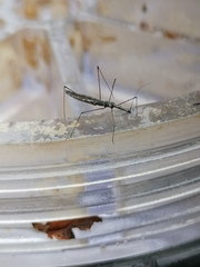 Hydrometra stagnorum