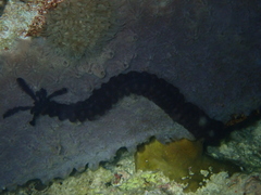Synapta