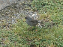 Junco vulcani