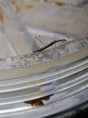 Hydrometra stagnorum