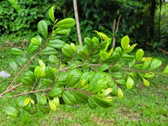 Brosimum guianense