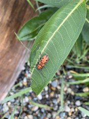 Tetraopes tetrophthalmus
