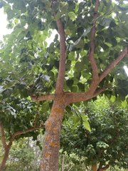 Morus nigra
