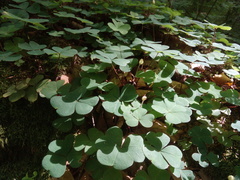 Oxalis acetosella