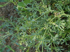 Lepidium coronopus