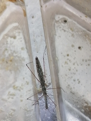 Hydrometra stagnorum