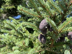 Picea mariana