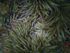 Heteractis crispa
