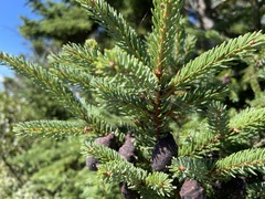 Picea mariana