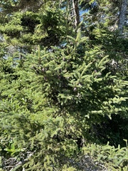 Picea mariana