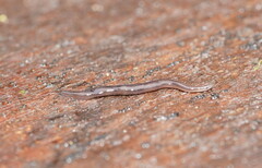 Platydemus victoriae