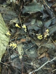 Clavulinopsis corniculata