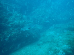 Epinephelus marginatus