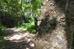 Diploderma swinhonis