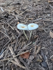 Leucocoprinus fragilissimus