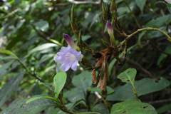 Strobilanthes longespicatus