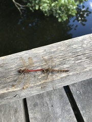 Sympetrum vulgatum