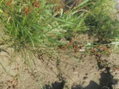 Juncus compressus