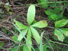 Lilium martagon pilosiusculum