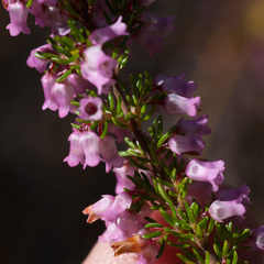 Erica intervallaris