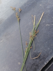 Juncus compressus