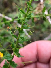 Daviesia umbellulata