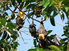 Pteropus conspicillatus