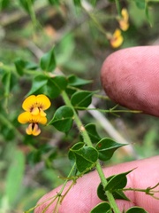 Daviesia umbellulata