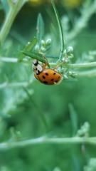 Hesperomyces harmoniae