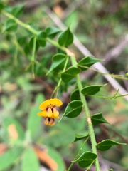 Daviesia umbellulata