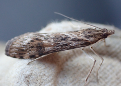 Nomophila nearctica
