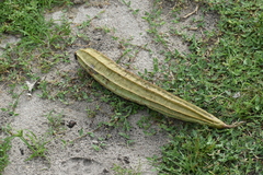 Luffa acutangula