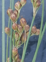 Juncus compressus