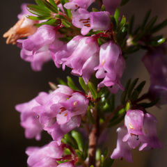 Erica intervallaris