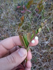 Chamaedaphne calyculata