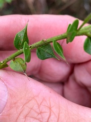 Daviesia umbellulata