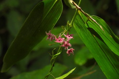 Vincetoxicum hirsutum